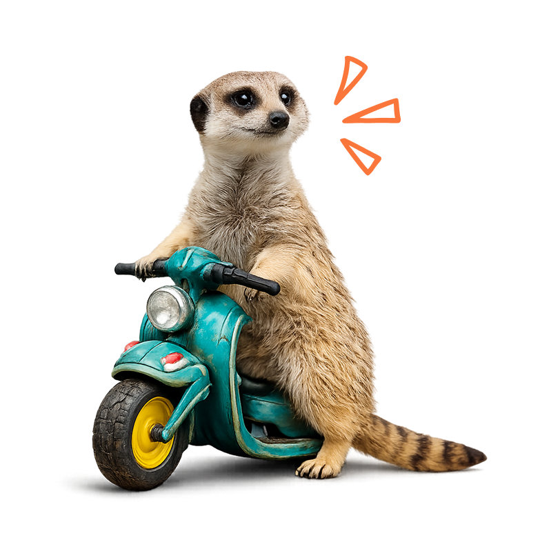 squirrel on a moped